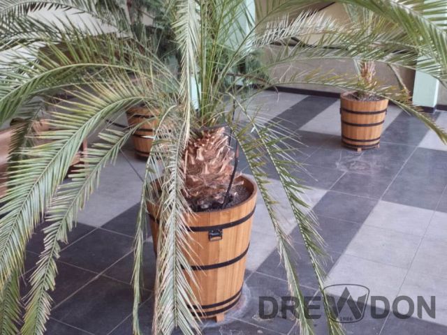 Donice drewniane w palmiarni