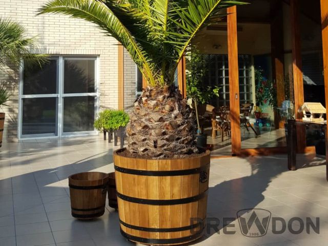 Palma obsadzona w donicy drewnianej dębowej